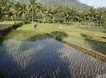 Satu Bau Sawah Berapa Meter